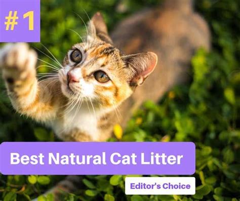 6 Best Natural, Organic & Biodegradable Cat Litters Of 2024 .